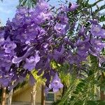 Jacaranda mimosifoliaফুল