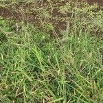 Eragrostis superba ফুল