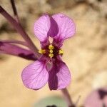 Moricandia moricandioides Flor