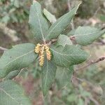 Quercus ilex Blüte