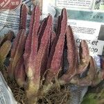 Stapelia grandiflora Leaf