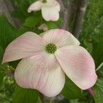 Cornus floridaFloare