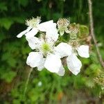 Rubus argutus Žiedas