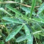 Trifolium purpureum برگ