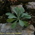 Aurinia petraea Hábito