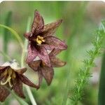 Fritillaria camschatcensis Flor