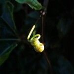 Passiflora edulis Kwiat