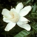 Gustavia augusta Flor