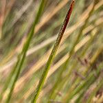 Paramochloa effusa Leht