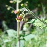 Scrophularia scorodonia Flower
