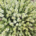 Thymus zygis Flower