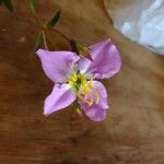 Rhexia mariana Flower