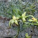 Utricularia stellaris Habit