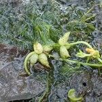 Utricularia stellaris Συνήθη χαρακτηριστικά