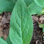 Symphytum tuberosum Hoja