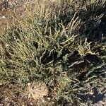 Atriplex glauca Облик