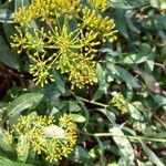 Bupleurum fruticosumFlower