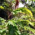 Caesalpinia echinata Hoja