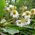 Saurauia montana Flower