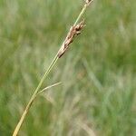 Carex ferruginea Fruit