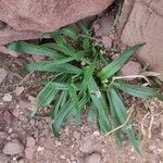 Plantago lanceolataFrunză