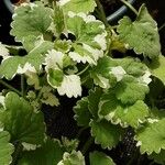 Plectranthus madagascariensis Folha