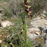 Ophrys exaltata Plante entière