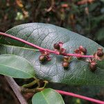 Trichostigma octandrum Фрукт