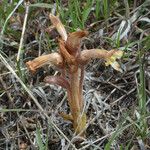 Orobanche fasciculata Rinde