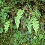 Thelypteris pozoi Habit