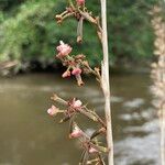 Polystachya concreta Floro