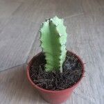 Euphorbia resinifera Likasa