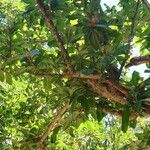 Ficus lutea Blad