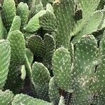 Consolea rubescens Hoja