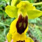 Ophrys lutea Kukka