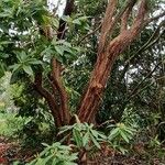 Pieris formosa Habit