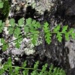 Woodsia alpina Leaf