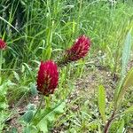 Trifolium incarnatum Flower