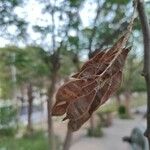 Robinia viscosa Плід