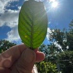 Oenothera fruticosa List