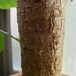 Dracaena ellenbeckiana പുറംതൊലി