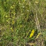 Melilotus officinalis Celota