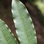 Eschweilera chartaceifolia Liść