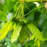 Acer barbinerve Fruit