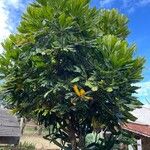 Meryta denhamii Hoja