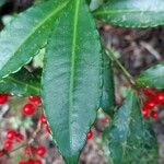 Ardisia crenata Leaf