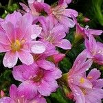 Lewisia cotyledon Flor