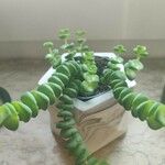 Crassula rupestris Blatt