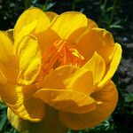 Trollius asiaticus Blomst