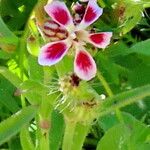 Silene gallica Blüte